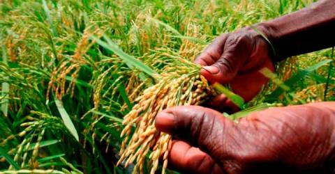 Decline in padi farmers threatens food security