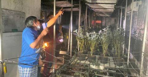 Pattaya Pot Farm Fire: Residents Get High