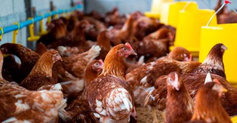 48,000 chickens perish in Jitra poultry farm blaze