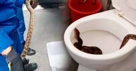 Boy injured after bitten by snake hiding in toilet bowl