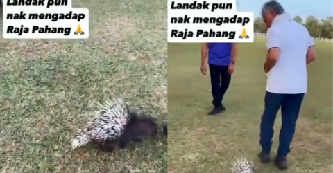 Sultan of Pahang’s warmth shines in viral porcupine encounter