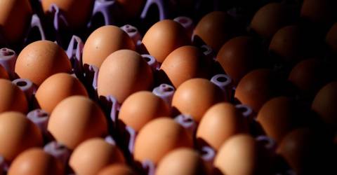 Turkey to export 15,000 tonnes of eggs to US