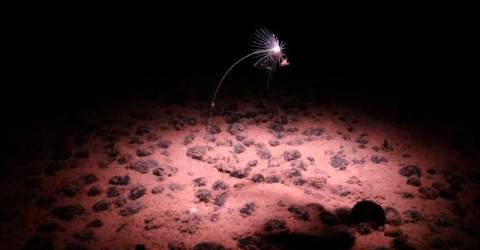 Race to name creatures of the deep as mining interest grows