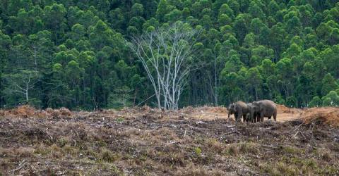 Elephants threatened by human-wildlife conflict