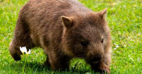 Australia tells US influencer: ‘leave baby wombat alone’